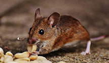 24 Hour & Emergency Exterminators in Pflugerville, TX